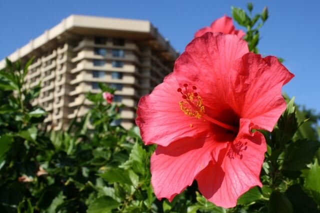 Flowers of Hawaii Flowers of Hawaii