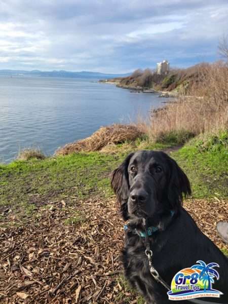 Pet Sitting Victoria BC