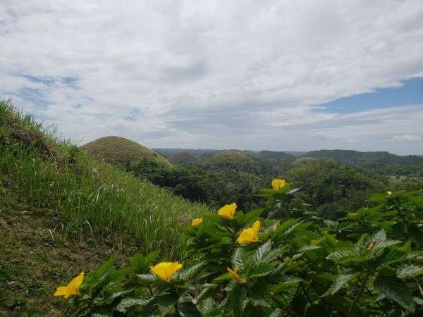 A stunning view of the Chocolate Hills in Bohol, Philippines, a unique geological formation.
