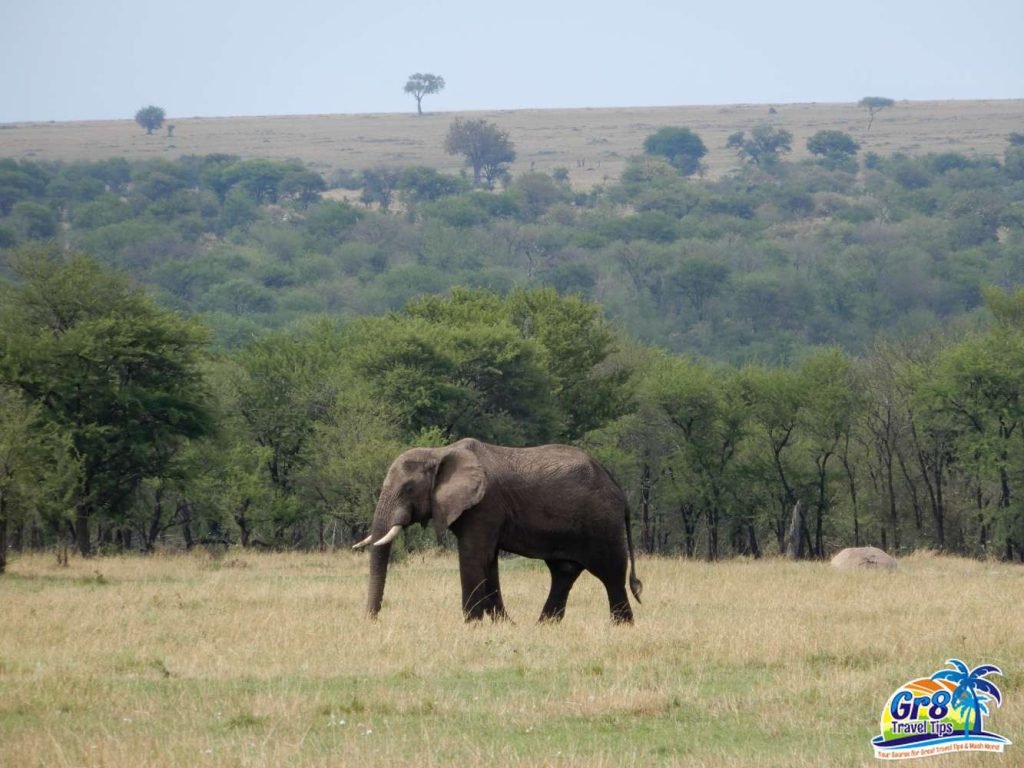 Majestic elephants in the Serengeti National Park, a Elephants roaming the Serengeti National Park, a wildlife-rich region in Tanzania.wildlife-rich destination in Tanzania.