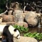 Panda Bear Adelaide Zoo 85x85
