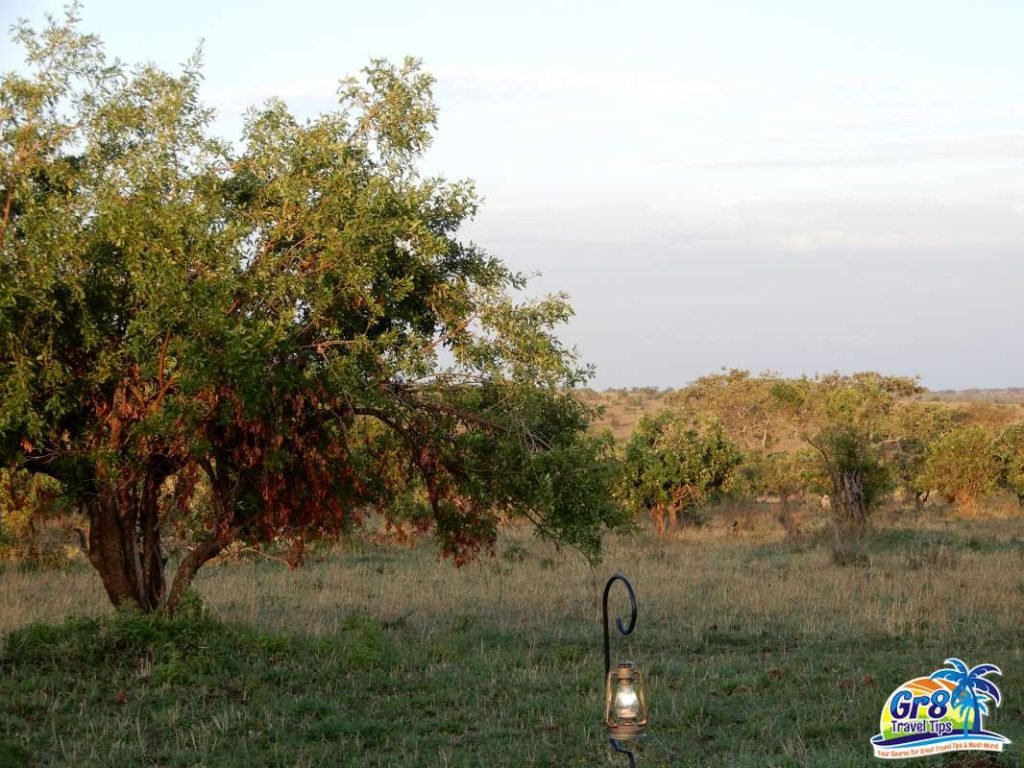 A collection of the Serengeti’s wildlife wonders, highlighting the park's rich biodiversity.