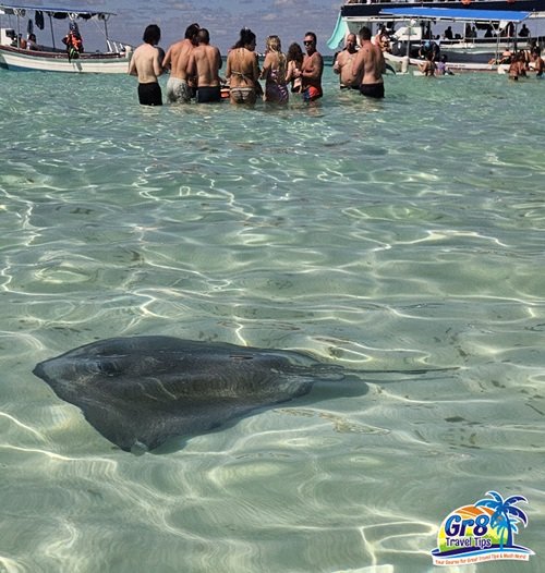 Cozumel Stingray Cozumel Stingray