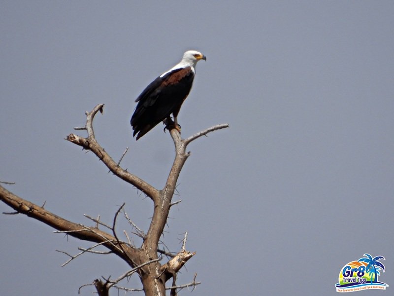African fish eagle