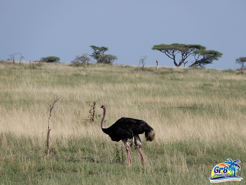 Masai Ostrich