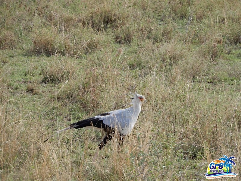 Secretarybird