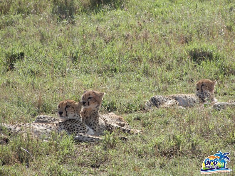 Serengeti National Park Wildlife