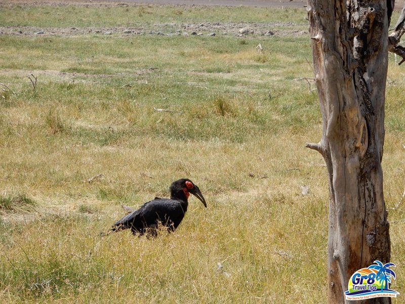 Southern ground hombill