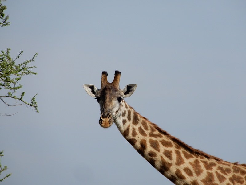 Tanzania Safari Adventure