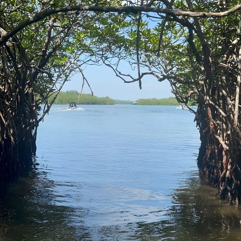 Madu River Mangrove